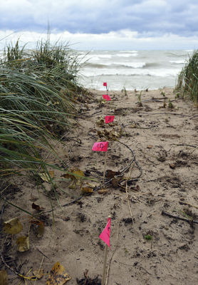 Beach dwellers get city backing